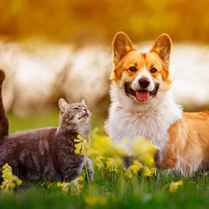 Pets