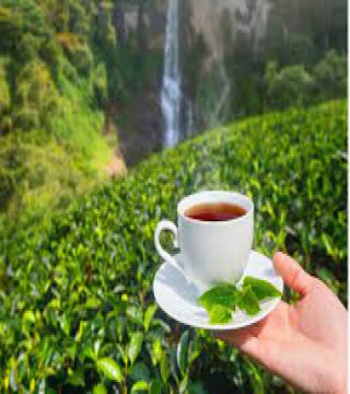 Beverages›Tea›Fruit & Herbal Tea