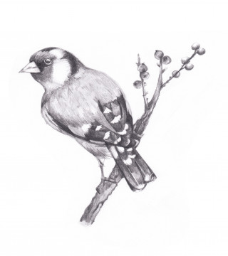 Craft Materials›Drawing Materials›Drawing Media›Pencils›Coloured Pencils