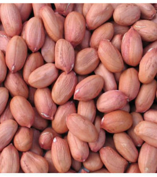 Dried Fruits, Nuts & Seeds›Nuts & Seeds›Peanuts