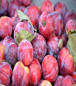 Dried Fruits, Nuts & Seeds›Dried Fruits›Prunes
