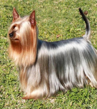 Dogs›Grooming›Shampoos & Conditioners›Shampoos