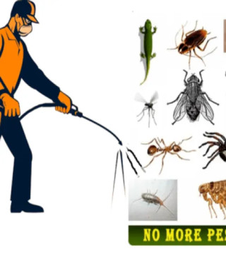Pest Control›Insect Control